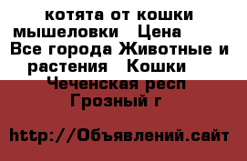 котята от кошки мышеловки › Цена ­ 10 - Все города Животные и растения » Кошки   . Чеченская респ.,Грозный г.